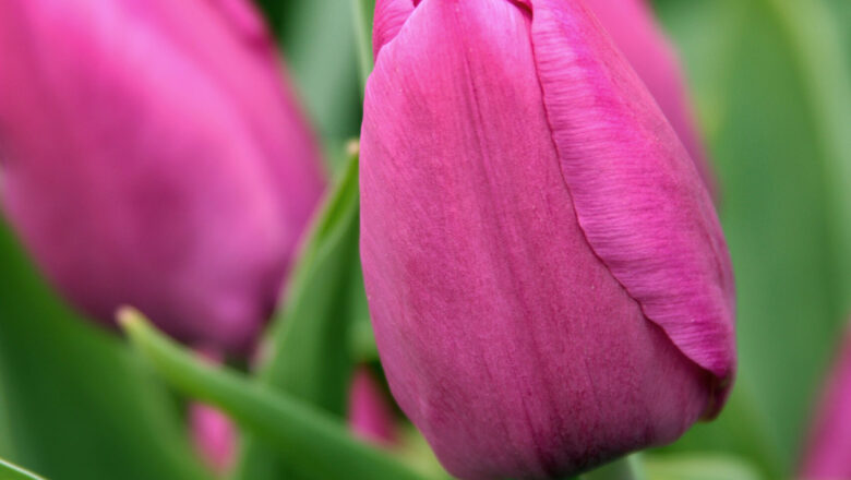 Elegância da tulipa: incorporando flores graciosas na decoração da sua casa